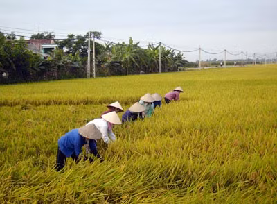 Nông dân các tỉnh miền Trung đang thiếu lúa giống cho vụ Đông Xuân. Ảnh minh hoạ.