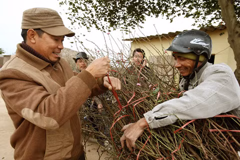 Hai người buôn đào đang chuẩn bị chở đào ra sân bay vào miền Nam. Năm nay, giá đào tăng cao nhưng nhu cầu ở đầu bên kia của Tổ quốc vẫn rất lớn. Mỗi chuyến xe máy chở từ 5-7 cành đào, giá mỗi cành khoảng hơn 500 nghìn đồng.