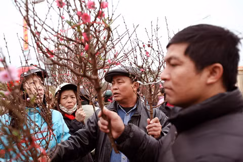 Nhiều người rất kỹ tính khi chọn những cành đào nhỏ để cắm ban thờ trong ngày đầu xuân. Mỗi cành có giá khoảng 200 nghìn đồng.