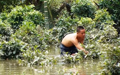 Nhiều hộ trồng mai đang có nguy cơ mất trắng vì các đợt triều cường vừa qua.