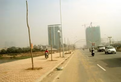 Cây hai ven đường bị “bức tử”.