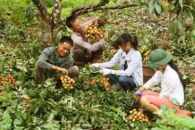 Tranh thủ nghỉ học, các em bé tham gia bẻ vải để kiếm tiền mua sách vở.