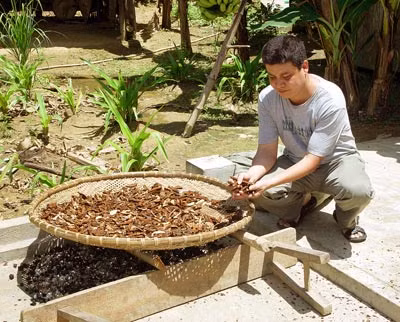 Một thanh niên ở Hà Nội vào mua nấm trị bệnh ung thư gan.