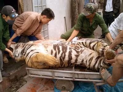 Cá thể hổ đông lạnh được cơ quan chức năng thu giữ.