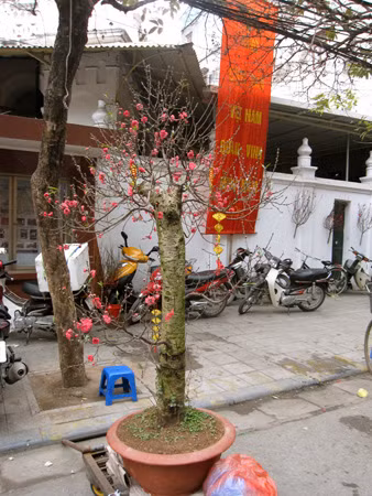 Gốc đào 20 năm tuổi còn cô đơn dưới cái mác 12 triệu đồng.