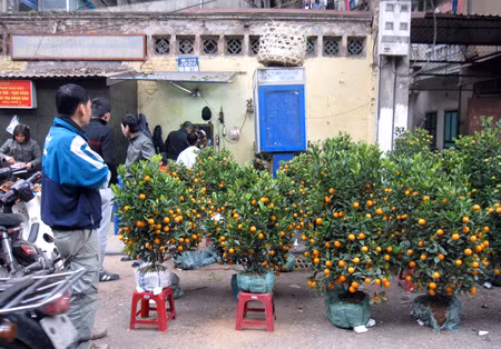 Quất được mùa nhưng chủ hét giá cao nên người mua thưa thớt.