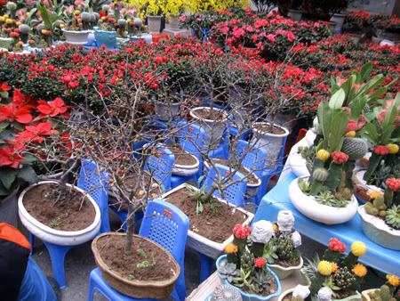 Mai đỏ từ Quảng Châu được quảng cáo là lạ, để được lâu nhưng giá cũng khá mắc.