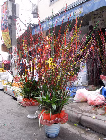 Nhiều người dân chọn mua chậu hoa tầm xuân làm quà tặng.