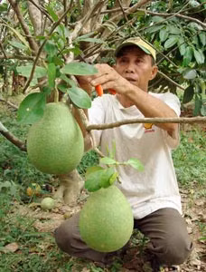 Đặc sản bưởi năm roi đã gắn bó bao đời nay với nông dân Mỹ Hòa, tỉnh Vĩnh Long.