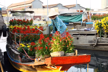 Chị Mười (Chợ Lách, Bến Tre) đang chăm sóc lại những đóa mồng gà cho tươi tốt sau hành trình từ Bến Tre về đến Sài Gòn.
