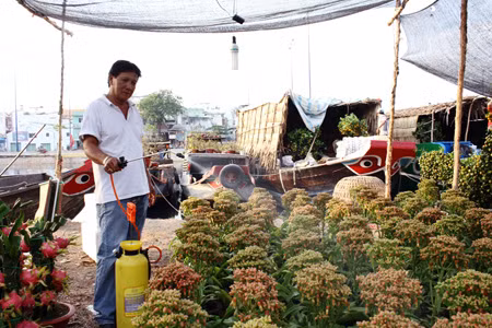 Đối với người dân không có một khoảng tiền lớn để mua những chậu mai để chưng dịp Tết thì hình thức cho thuê mai không còn xa lạ. Giá thuê mỗi chậu mai lớn khoảng 8 đến 10 triệu đồng. Thời gian thuê đến mồng 10.