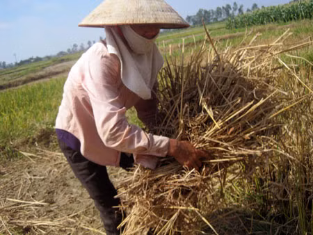 Cắt rơm ra chất thành đống để đốt.