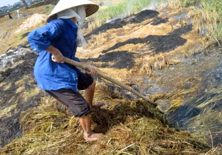 Cô Oánh vướt rơm ướt còn sót của đám cháy dưới ruộng lên phơi.