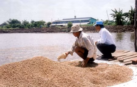 Người chăn nuôi và doanh nghiệp đang gặp khó khăn do tác động của nhiều yếu tố.