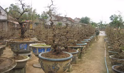 Mai Bình Định đang lên nụ chờ ngày trổ hoa.