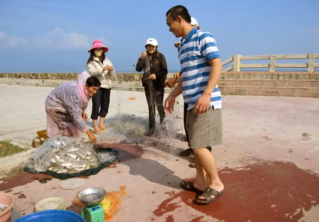 Ngay sau Lễ “cầu Ngư”, đại gia đình của cụ Nguyễn Văn Thuận trú tổ 21 phường Thanh Khê Tây – quận Thanh Khê – Đà Nẵng đã hái lộc biển đầu với mẻ lưới đặng đầy tôm cá.