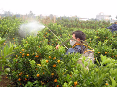 Các chủ vườn phải dùng thuốc để hạn chế quất chín sớm. Ảnh: H.L.