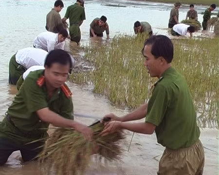 Cán bộ, chiến sỹ Công an tỉnh Hà Tĩnh giúp nhân dân gặt lúa chạy lũ.