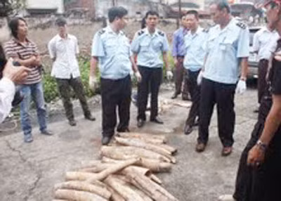 Cơ quan chức năng kiểm tra, phát hiện ngà voi.