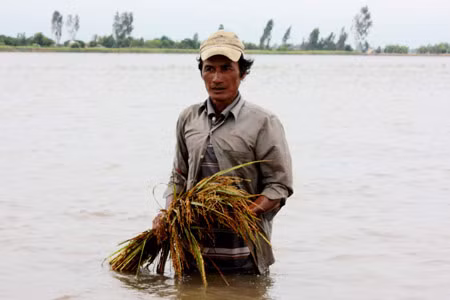 Ông Đào Văn Liêm (ấp Vĩnh Lợi, xã Vĩnh Điều, huyện Giang Thành) bất lực nhìn lúa sắp đến ngày thu hoạch bị chìm sâu trong nước lũ.
