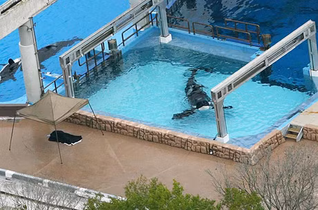 Ngày 24/2, một con cá kình có tên Tilikum dìm chết huấn luyện viên Dawn Brancheau, 40 tuổi, trong công viên SeaWorld tại bang Florida, Mỹ. Ảnh: Orlando Sentinel.