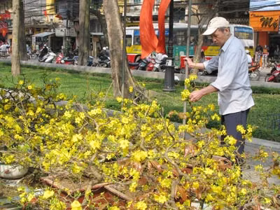 Mai vàng ở cợ hoa xuân Canh Dần.