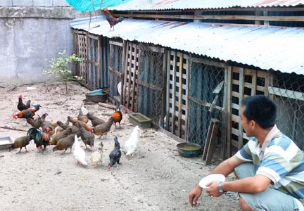 An Giang: Nuôi gà rừng cho thu nhập cao ảnh 1