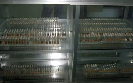 Vật phẩm là những chú muỗi đang nằm trong tủ lưu trữ.