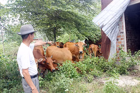 Vì truyền thống nuôi thả rông gia súc của người dân, nên bê con lạc mẹ, nhầm bầy là chuyện rất thường ngày ở Rẫy Bò.