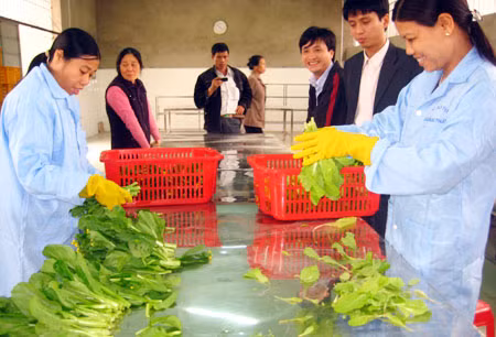 Còn ít nơi nông dân thực hành mô hình sản xuất nông nghiệp an toàn áp dụng VietGAP. Trong ảnh: Mô hình trồng rau an toàn ở xã Quảng Thắng (TP Thanh Hóa). Ảnh minh họa: FAPQDC.