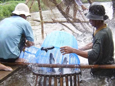 Nghề nuôi cá tra đã từng giúp người nông dân cải thiện kinh tế, nay nhiều hộ lại bị điêu đứng vì nghề này.