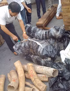 Rất khó ngăn chặn ngà voi nhập lậu qua cảng Hải Phòng ảnh 1