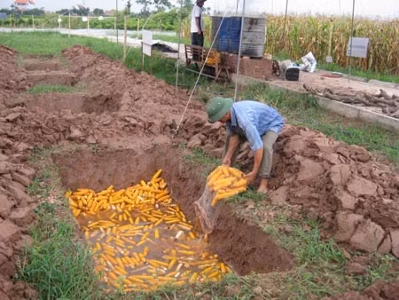 Tại Vĩnh Phúc, sau khi hoàn tất khảo nghiệm, ngô biến đổi gene phải đem tiêu hủy tránh lây lan ra môi trường.