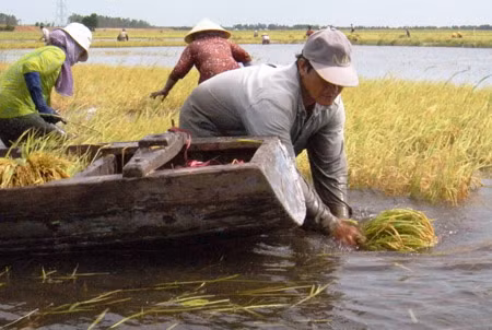 Nước lũ ĐBSCL tiếp tục lên nhanh ảnh 1