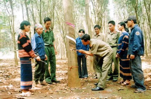 Phát triển cây cao su trên đất Tây Nguyên góp phần xóa đói giảm nghèo bền vững. Ảnh: Ngoc Như.