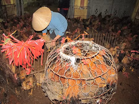 Hoạt động của chợ Hà Vỹ chưa bảo đảm an toàn môi trường, sức khỏe con người và gia cầm như cam kết. Ảnh minh họa.