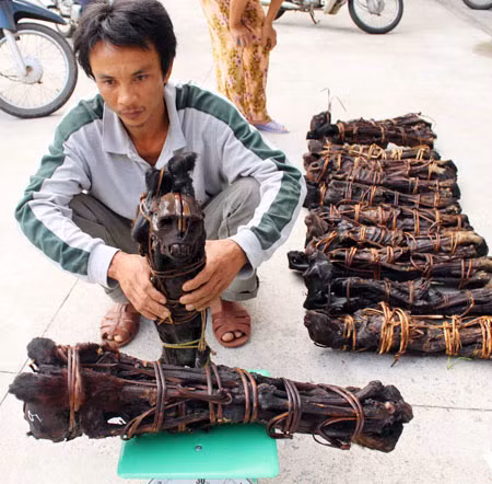 Nguyễn Văn Hải và 13 con Voọc sấy khô.