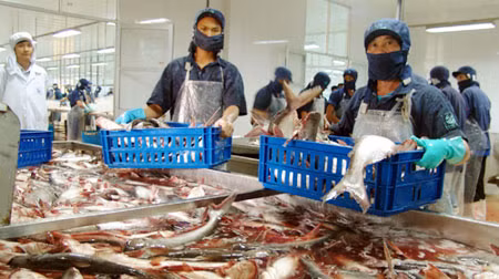 Bộ Nông nghiệp đề xuất một tín dụng cấp bách khoảng 9.000 tỷ đồng để hỗ trợ ngành sản xuất cá tra. Ảnh minh họa.