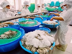 Một số doanh nghiệp gặp khó vì tên latinh của sản phẩm mực. Ảnh minh họa.