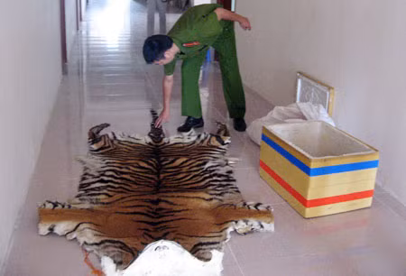 Bộ da hổ được tìm thấy trong xe ôtô.