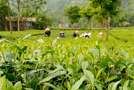 "Chè Việt chưa có thương hiệu...". Ảnh minh họa.