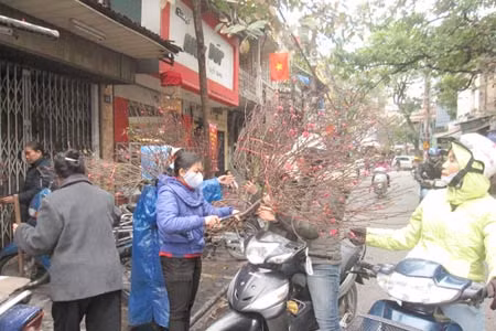 Đào Nhật Tân được bày bán cho dịp rằm trên phố Hàng Lược. Người dân tấp nập mua đào trên phố Hàng Rươi sáng 3/2. 15.000 đồng cho 1 cành đào con cắm lọ trên bàn thờ. Cụ Tạ Quang Hòa (76 tuổi) ở Trần Nhật Duật đang chọn mua đào cho rằng:“Rằm tháng giêng có 2 lọ hoa đào đặt trên bàn thờ thì cảm thấy không khí đầm ấm của mùa xuân”.