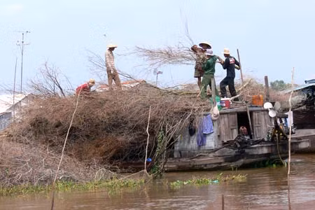Người dân mua cây về cắm chà ven sông Hậu gây bồi lắng và cản trở giao thông đường thủy.