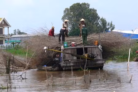 Người dân mua cây về cắm chà ven sông Hậu gây bồi lắng và cản trở giao thông đường thủy.