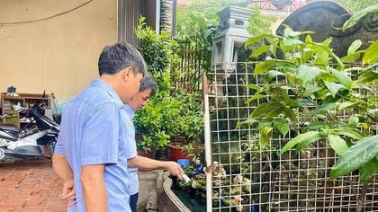 Thả cá vào bể nước, hòn non bộ để diệt bọ gậy, phòng chống sốt xuất huyết.