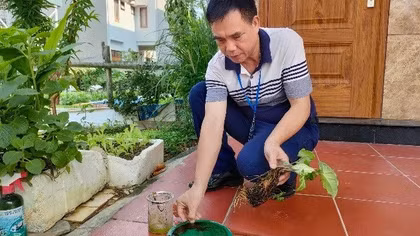 Nhiều người phải nhập viện vì sốt xuất huyết 