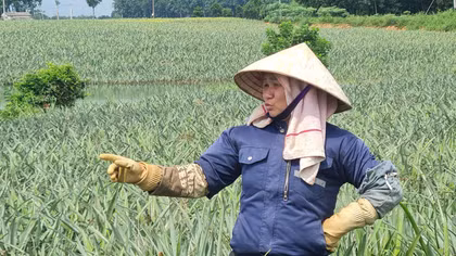 Người dân xứ Thanh đứng trước nguy cơ mất trắng vụ dứa