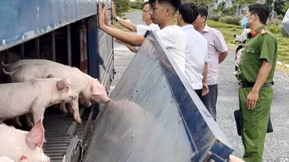 An Giang phát hiện 54 con lợn bị dịch tả lợn châu Phi
