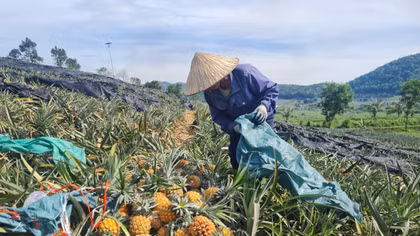 Người trồng dứa ở Thanh Hoá đang “khóc” vì rớt giá