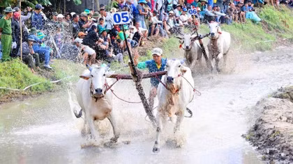 32 đôi bò tranh tài kịch tính tại Hội đua bò truyền thống Chùa Rô